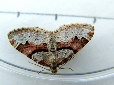 Flame Carpet